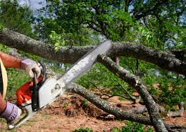 Best Palm Tree Trimming  in Mansfield, TX