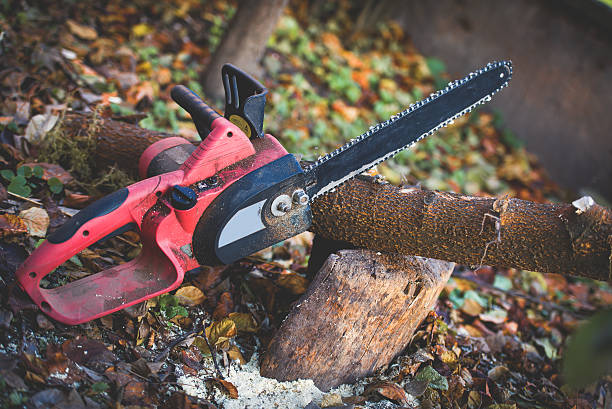Best Fruit Tree Pruning  in Mansfield, TX